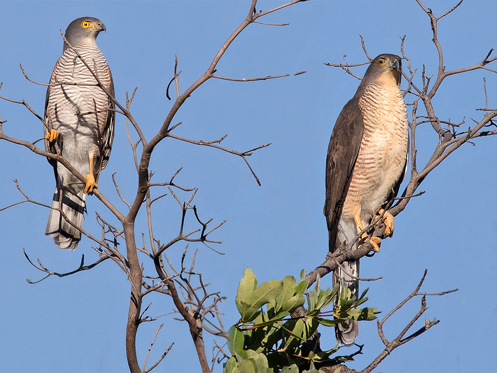 African Goshawk pair